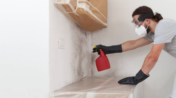 Professional Black Mold Remediation technician working in Holbrook, NY