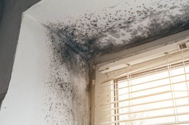Affordable Black Mold Remediation solutions in Holbrook, NY